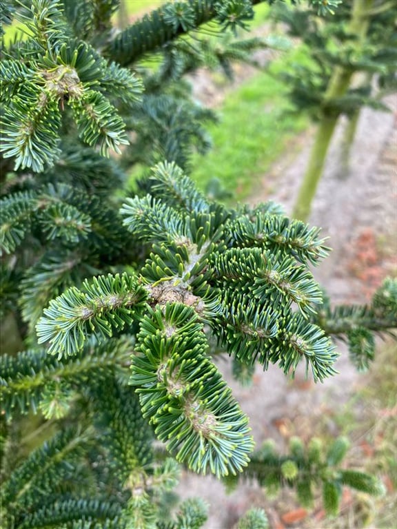 Abies fargesii