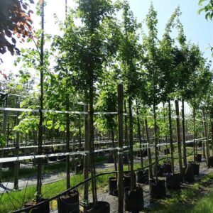 Acer campestre ‘Elsrijk’