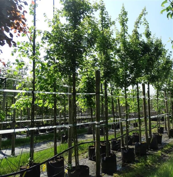 Acer campestre ‘Elsrijk’