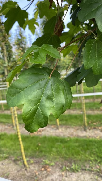 Acer campestre ‘Lienco’