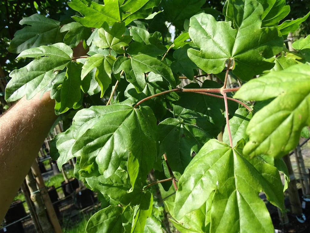 Acer campestre ‘Lienco’