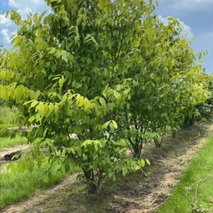 Acer carpinifolium