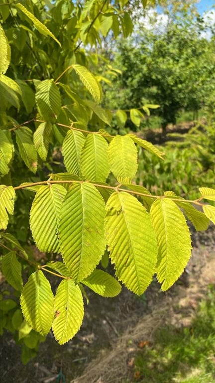 Acer carpinifolium