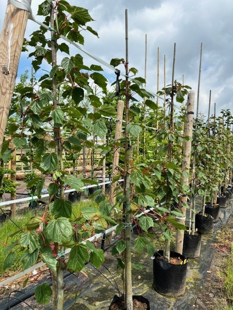 Acer conspicuum ‘Red Flamingo’