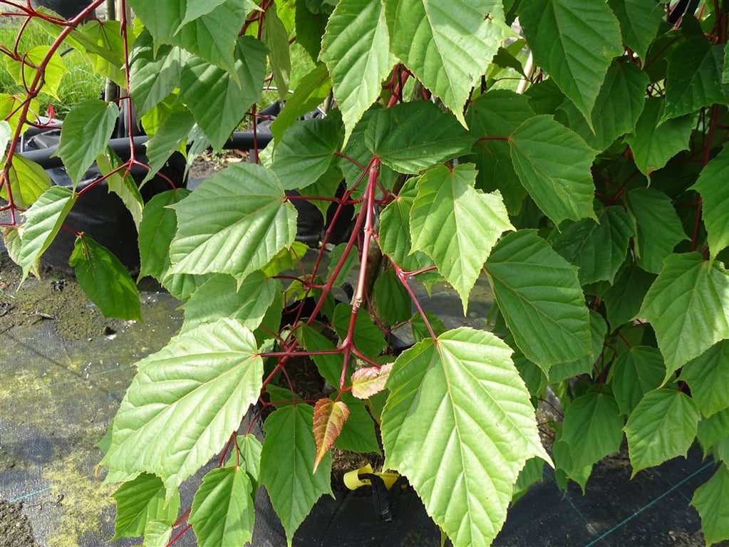 Acer conspicuum ‘Red Flamingo’