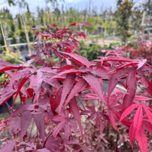 Acer pal. ‘Fireglow’