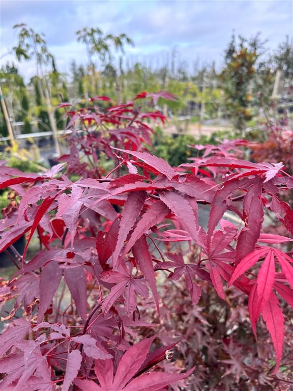 Acer pal. ‘Fireglow’