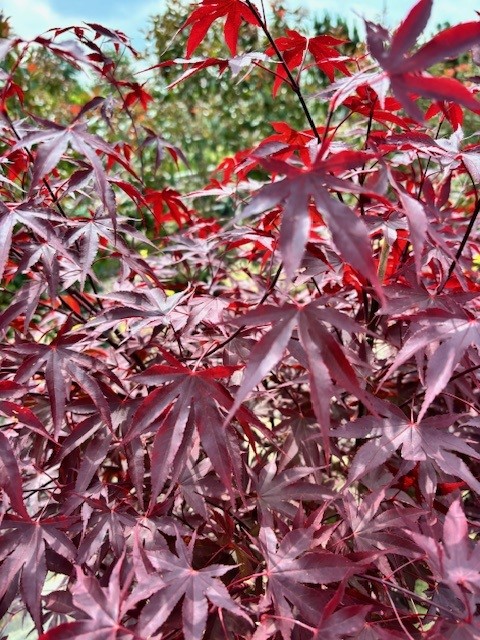 Acer pal. ‘Fireglow’