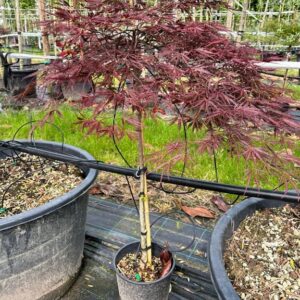 Acer pal. ‘Garnet’