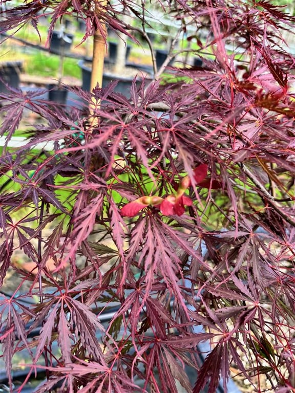 Acer pal. ‘Garnet’