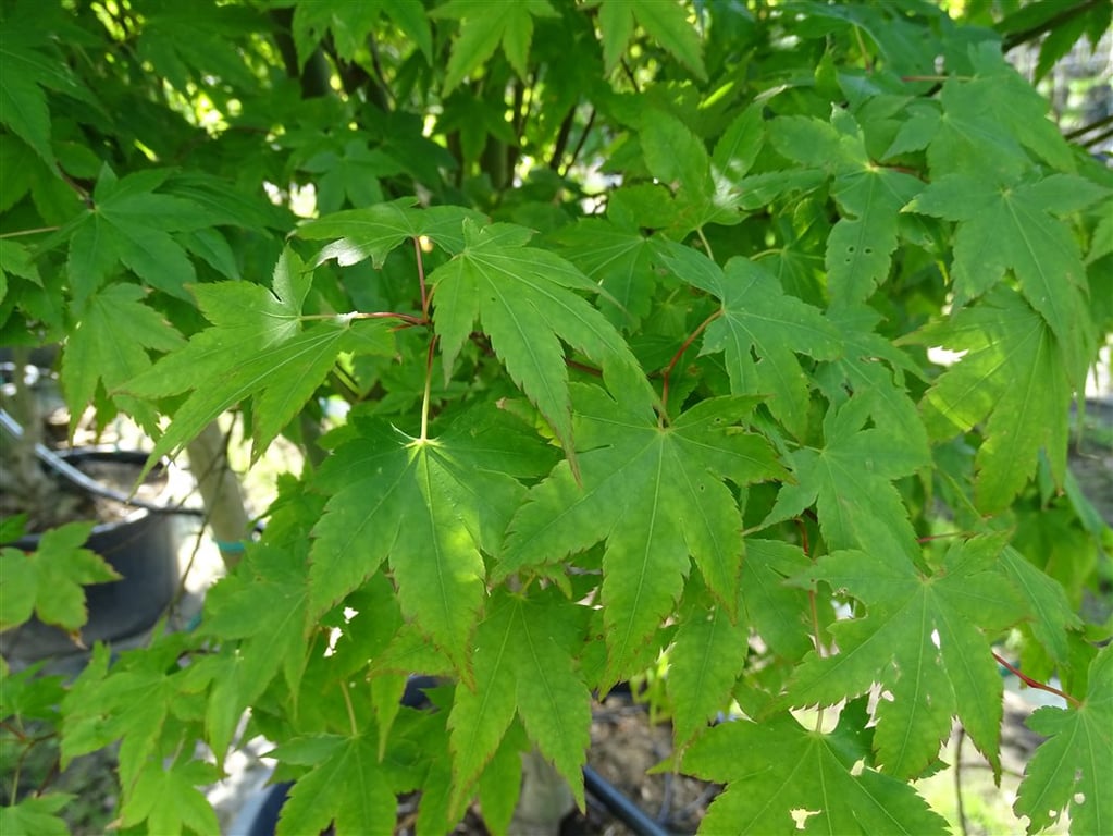 Acer palmatum