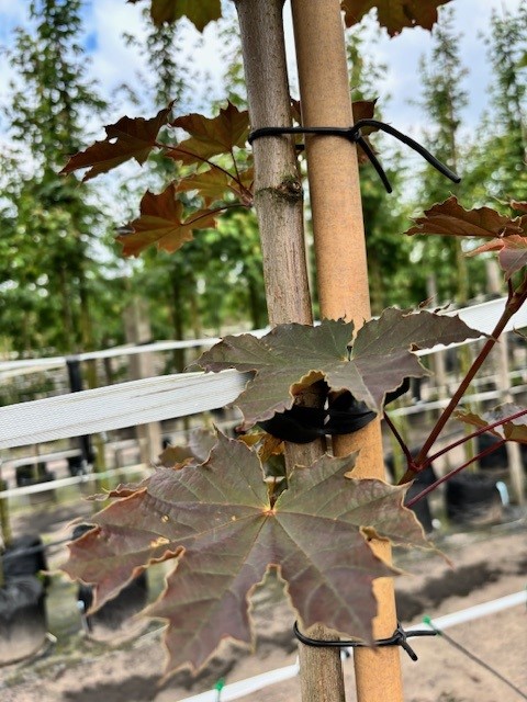 Acer plat. ‘Deborah’