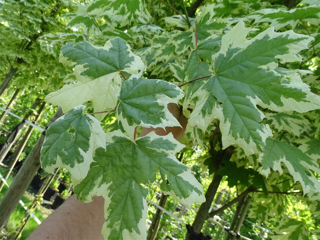 Acer plat. ‘Drummondii’