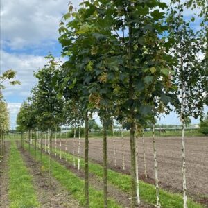 Acer pseud. ‘Bruchem’