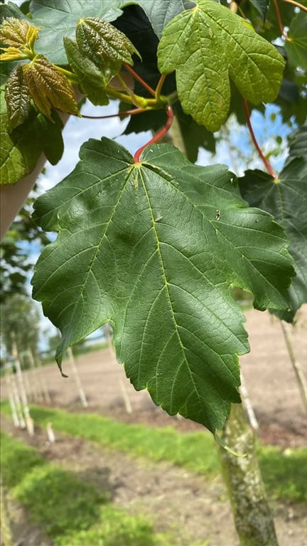 Acer pseud. ‘Bruchem’