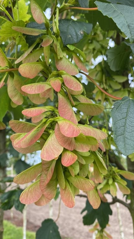 Acer pseud. ‘Bruchem’