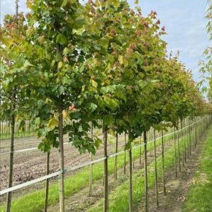 Acer rubrum ‘October Glory’