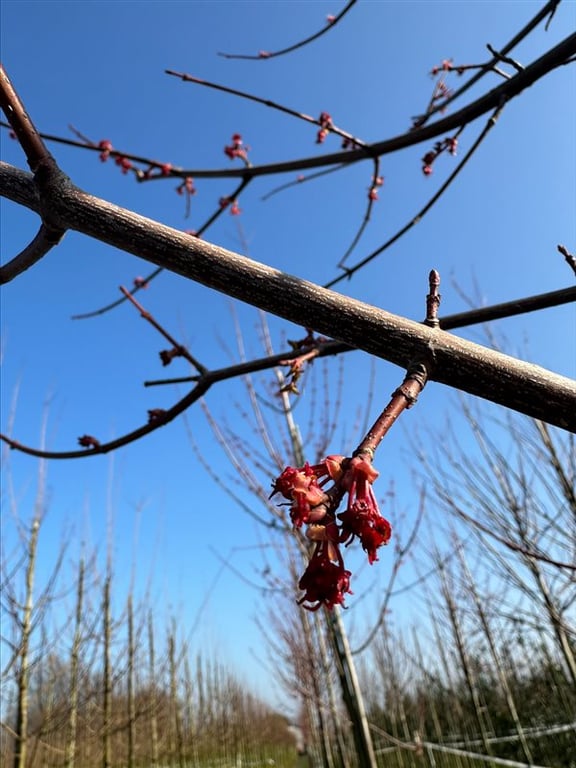 Acer rubrum ‘October Glory’