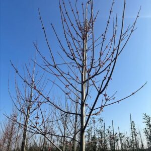 Acer rubrum ‘October Glory’