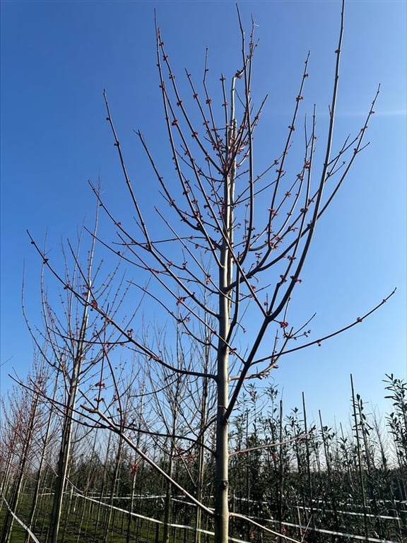 Acer rubrum ‘October Glory’