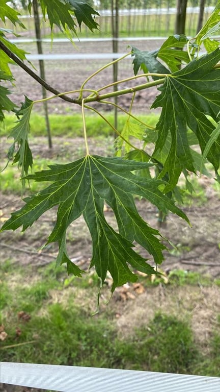 Acer s. ‘Born’s Gracious’