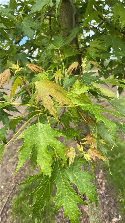 Acer s. ‘Laciniatum Wieri’