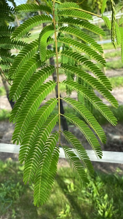 Albizia julibr. Ombrella