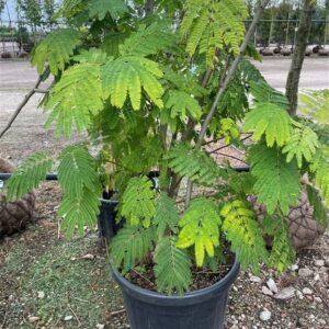 Albizia julibrissin