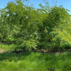 Albizia julibrissin