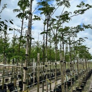 Albizia julibrissin