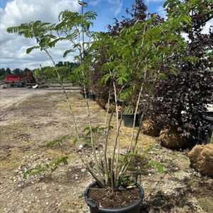 Albizia julibrissin