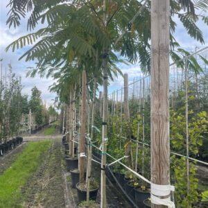 Albizia julibrissin