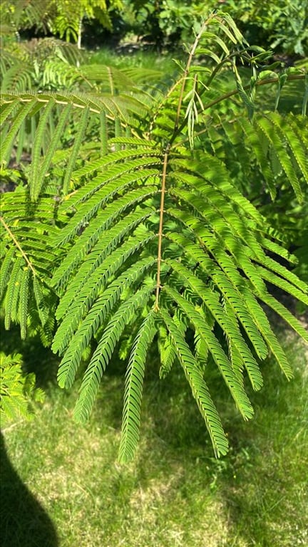 Albizia julibrissin