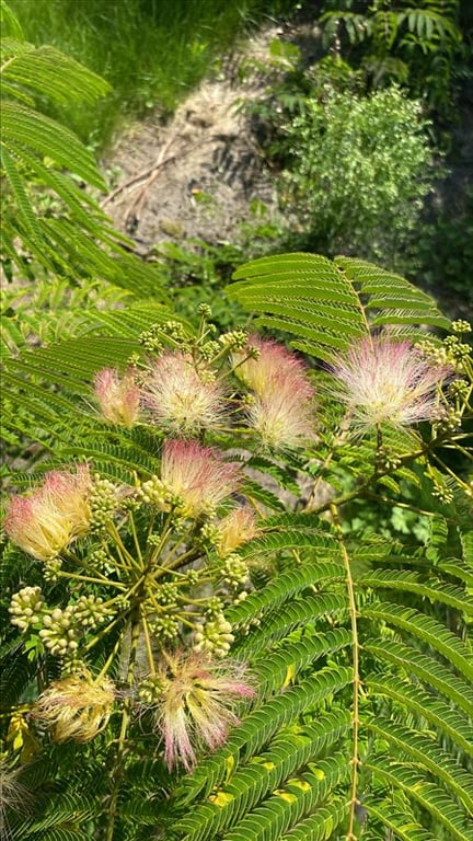 Albizia julibrissin