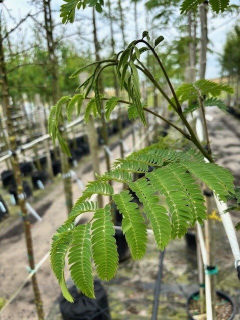 Albizia julibrissin (slaapboom)