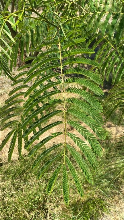 Albizia kalkora