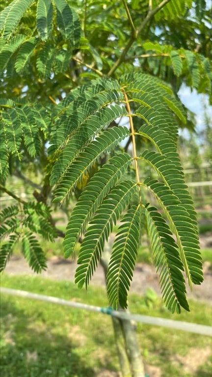 Albizia kalkora