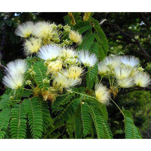 Albizia kalkora