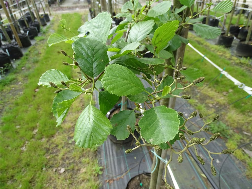 Alnus glutinosa