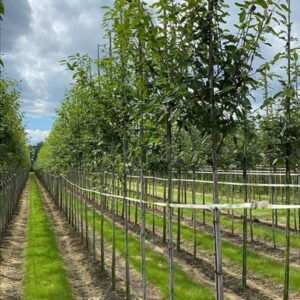 Amelanchier arborea ‘Robin Hill’