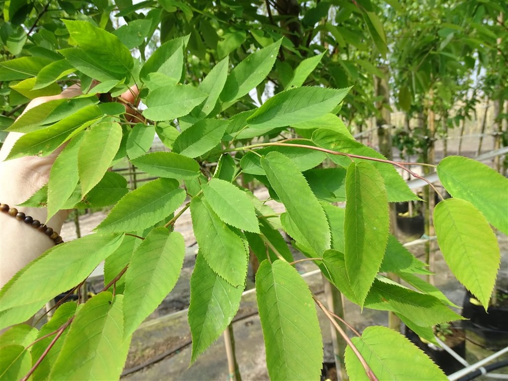 Amelanchier arborea ‘Robin Hill’