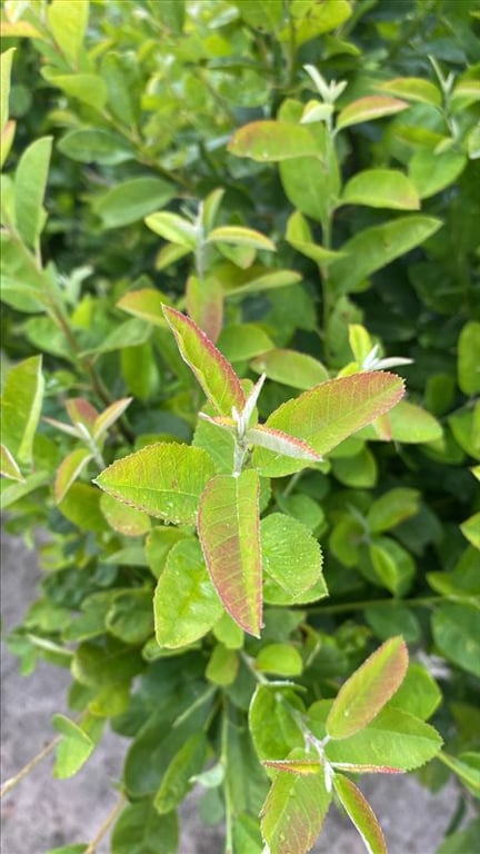 Amelanchier can. Rainbow Pillar