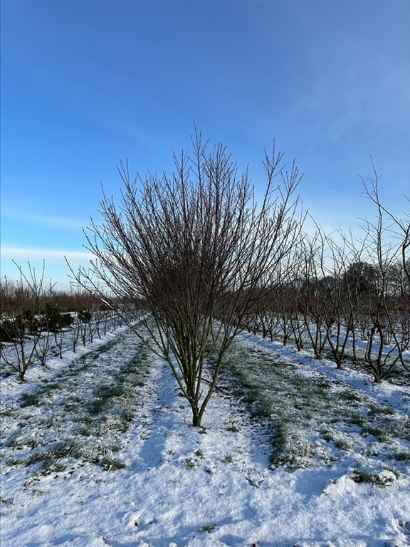 Amelanchier can. Rainbow Pillar