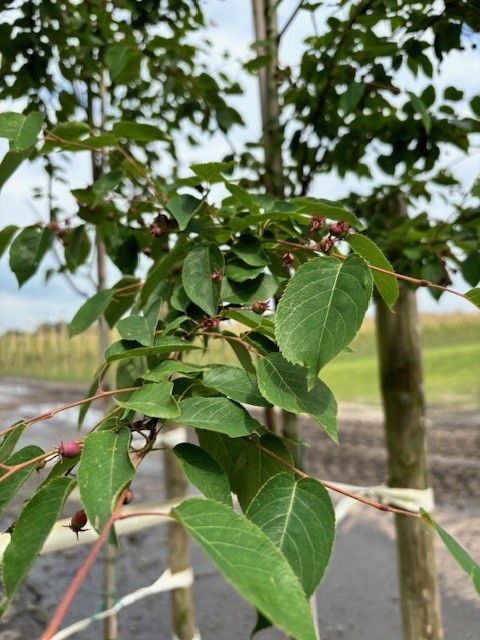 Amelanchier laevis ‘R.J. Hilton’