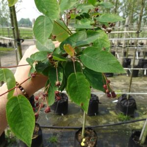 Amelanchier laevis ‘Snowflakes’