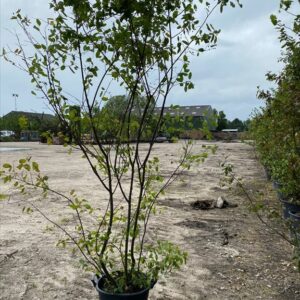 Amelanchier lamarckii