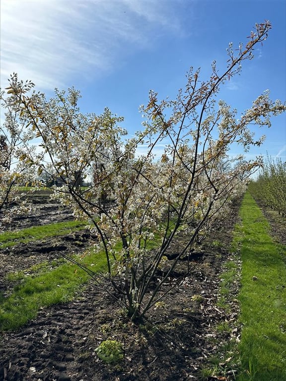 Amelanchier lamarckii