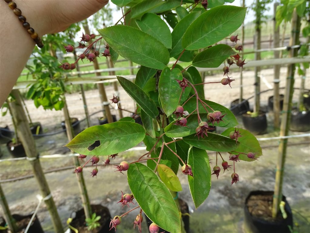 Amelanchier lamarckii