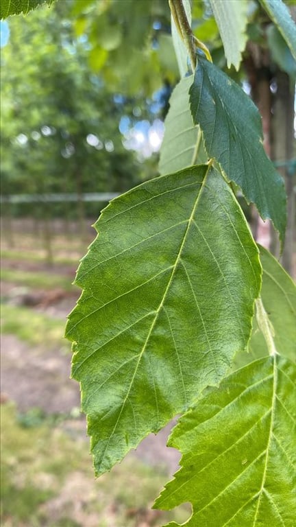 Betula nigra