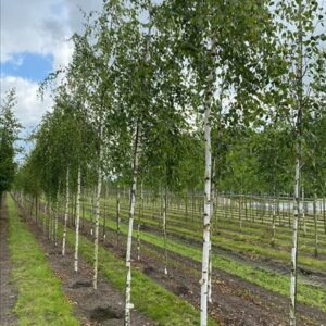 Betula p. ‘Tristis’